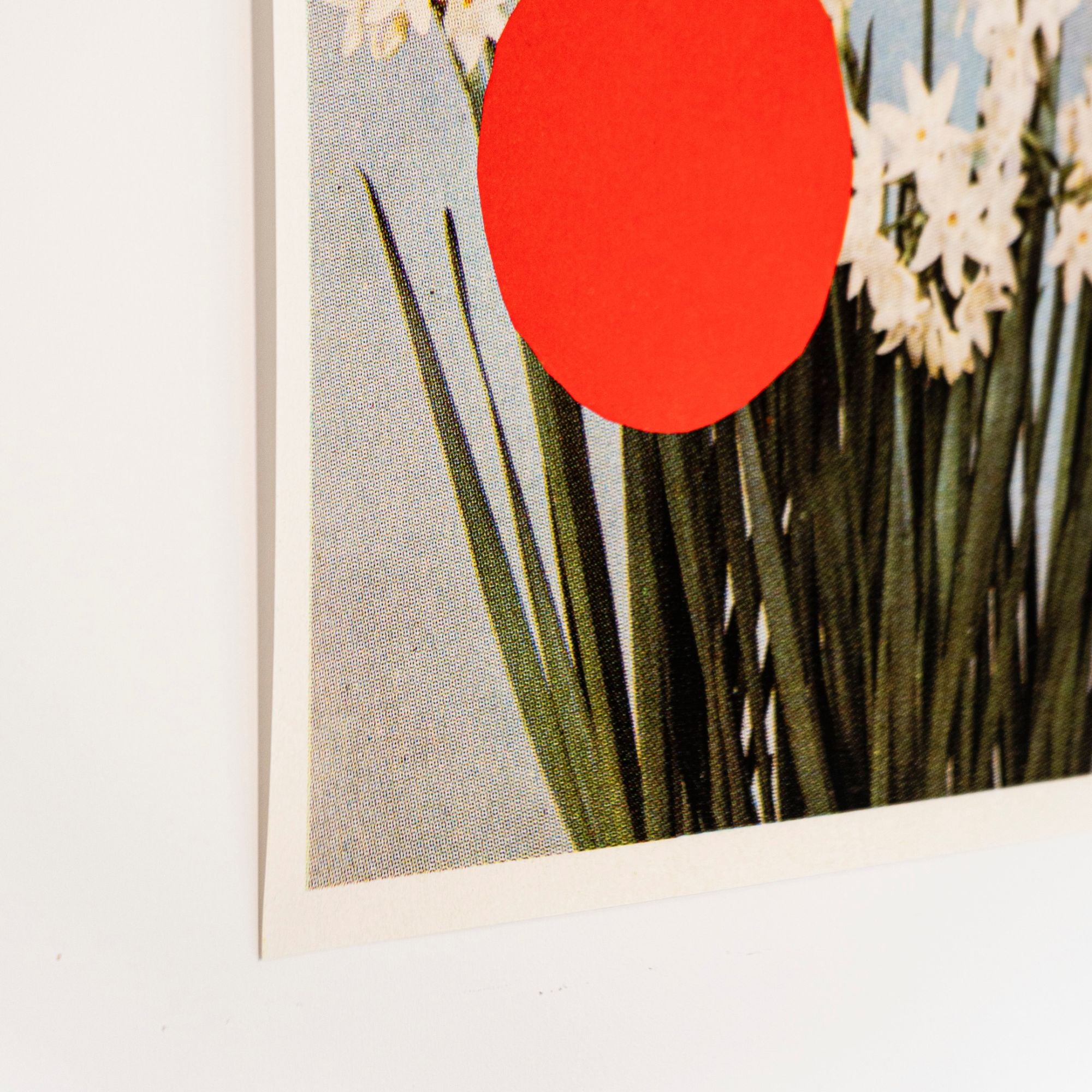 Paperwhite With Dot, par Vesna Vrdoljak