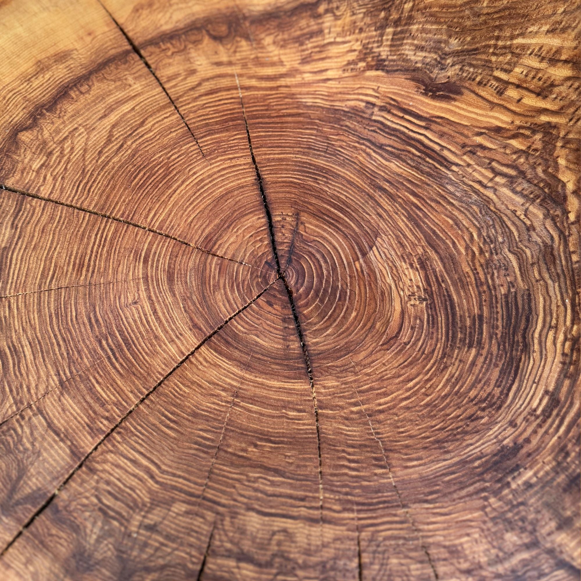 camille-tan-adulto-zoom